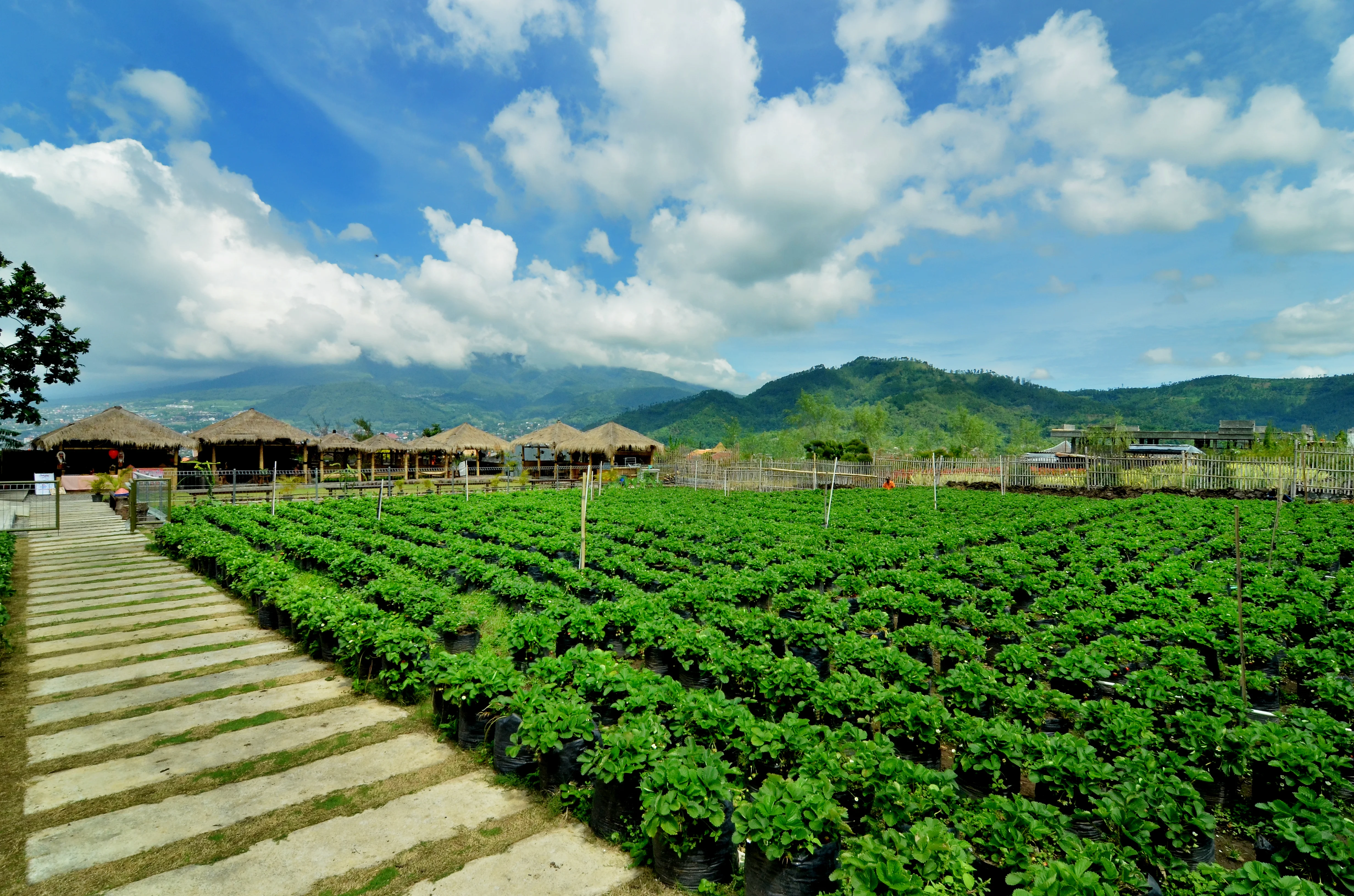 Strawberry Organic Garden